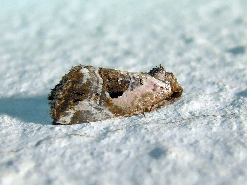 Elaphria venustula (Noctuidae)